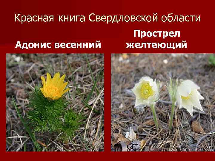 Красная книга Свердловской области Адонис весенний Прострел желтеющий 