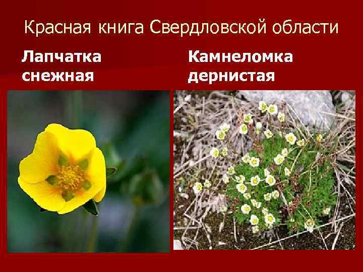 Красная книга Свердловской области Лапчатка снежная Камнеломка дернистая 