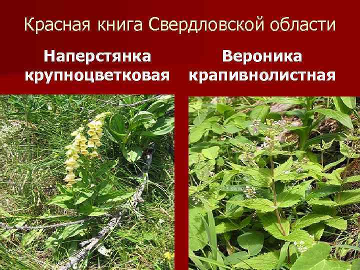 Красная книга Свердловской области Наперстянка крупноцветковая Вероника крапивнолистная 