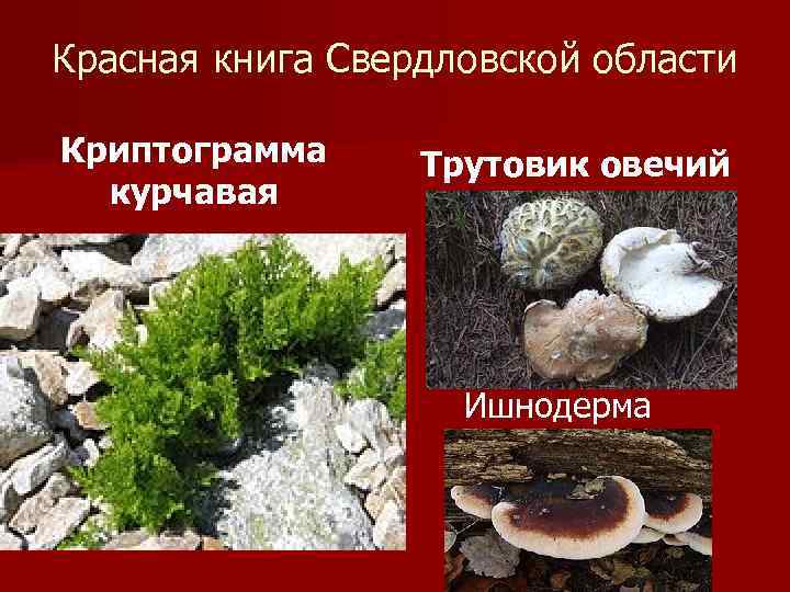 Красная книга Свердловской области Криптограмма курчавая Трутовик овечий Ишнодерма 