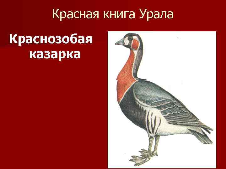 Красная книга Урала Краснозобая казарка 