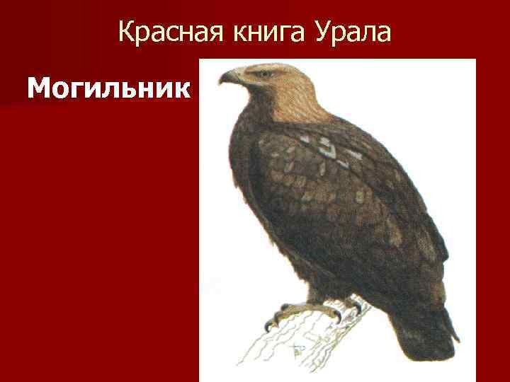 Красная книга Урала Могильник 