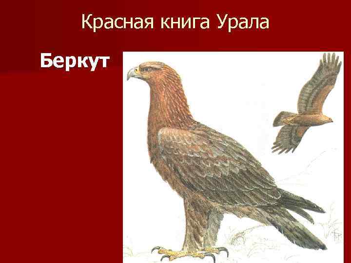 Красная книга Урала Беркут 