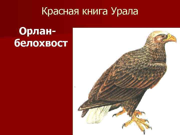 Красная книга Урала Орланбелохвост 