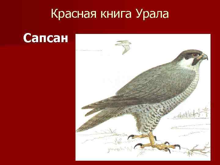 Красная книга Урала Сапсан 