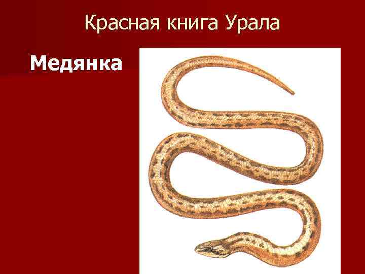 Красная книга Урала Медянка 