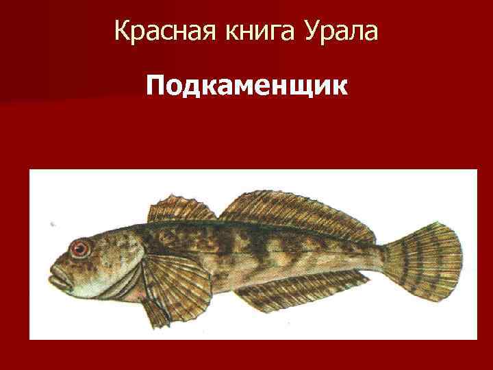 Красная книга Урала Подкаменщик 