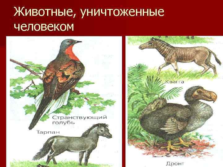 Животные, уничтоженные человеком 