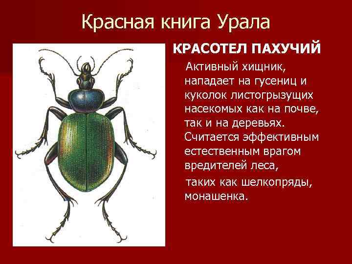 Красная книга Урала КРАСОТЕЛ ПАХУЧИЙ Активный хищник, нападает на гусениц и куколок листогрызущих насекомых