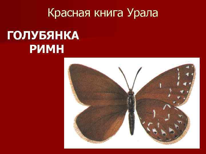 Красная книга Урала ГОЛУБЯНКА РИМН 
