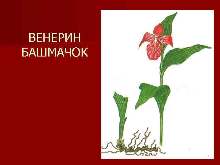 ВЕНЕРИН БАШМАЧОК 