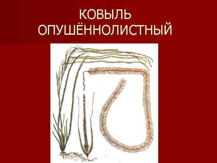 КОВЫЛЬ ОПУШЁННОЛИСТНЫЙ 