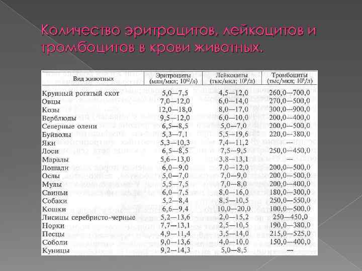 Количество эритроцитов, лейкоцитов и тромбоцитов в крови животных. 