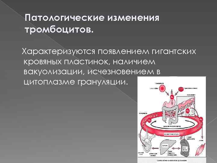 Патологические изменения тромбоцитов. Характеризуются появлением гигантских кровяных пластинок, наличием вакуолизации, исчезновением в цитоплазме грануляции.