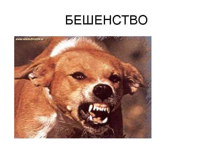 БЕШЕНСТВО 