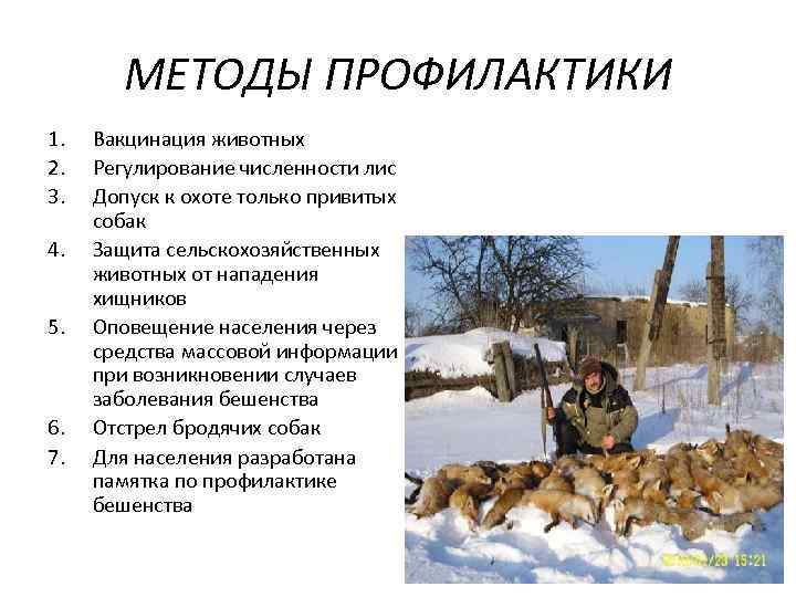 МЕТОДЫ ПРОФИЛАКТИКИ 1. 2. 3. 4. 5. 6. 7. Вакцинация животных Регулирование численности лис