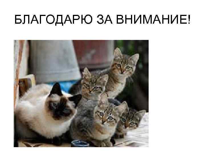БЛАГОДАРЮ ЗА ВНИМАНИЕ! 