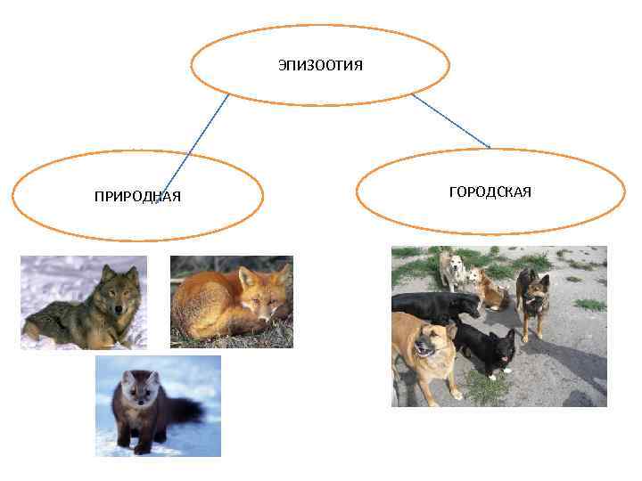 ЭПИЗООТИЯ ПРИРОДНАЯ ГОРОДСКАЯ 