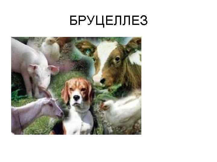 БРУЦЕЛЛЕЗ 