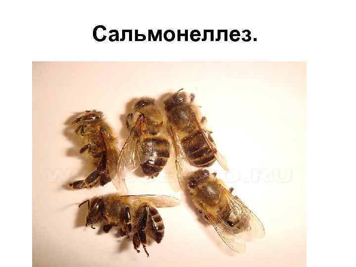 Сальмонеллез. 