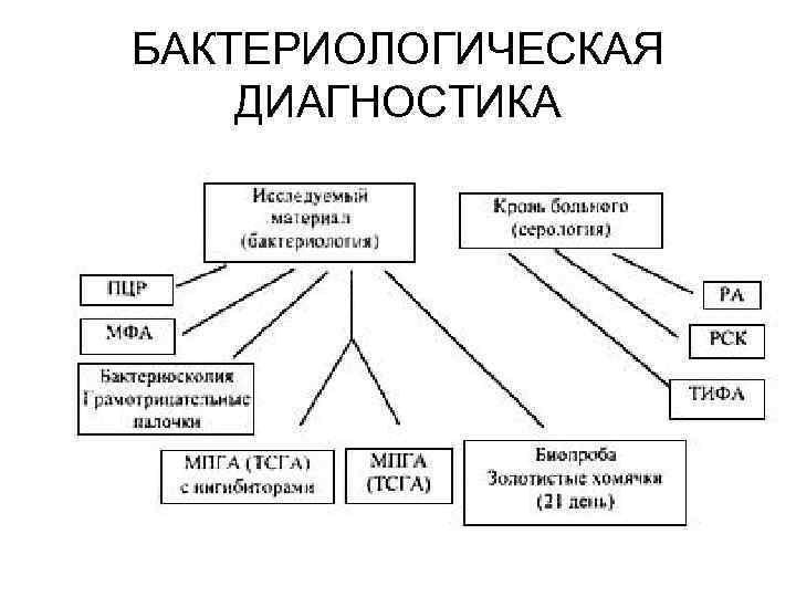 БАКТЕРИОЛОГИЧЕСКАЯ ДИАГНОСТИКА 