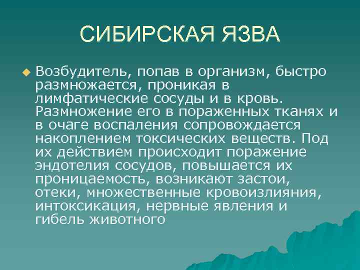 СИБИРСКАЯ ЯЗВА u Возбудитель, попав в организм, быстро размножается, проникая в лимфатические сосуды и