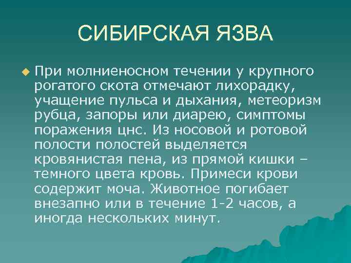 СИБИРСКАЯ ЯЗВА u При молниеносном течении у крупного рогатого скота отмечают лихорадку, учащение пульса