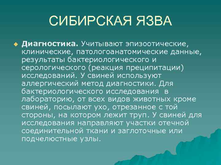 СИБИРСКАЯ ЯЗВА u Диагностика. Учитывают эпизоотические, клинические, патологоанатомические данные, результаты бактериологического и серологического (реакция