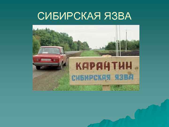 СИБИРСКАЯ ЯЗВА 