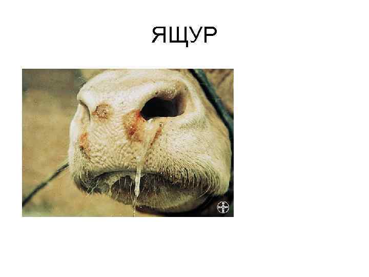 ЯЩУР 