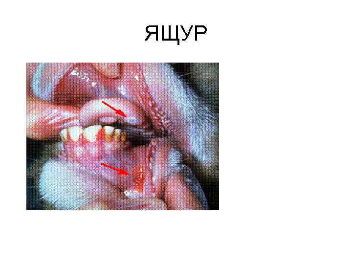 ЯЩУР 