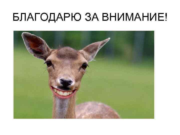 БЛАГОДАРЮ ЗА ВНИМАНИЕ! 