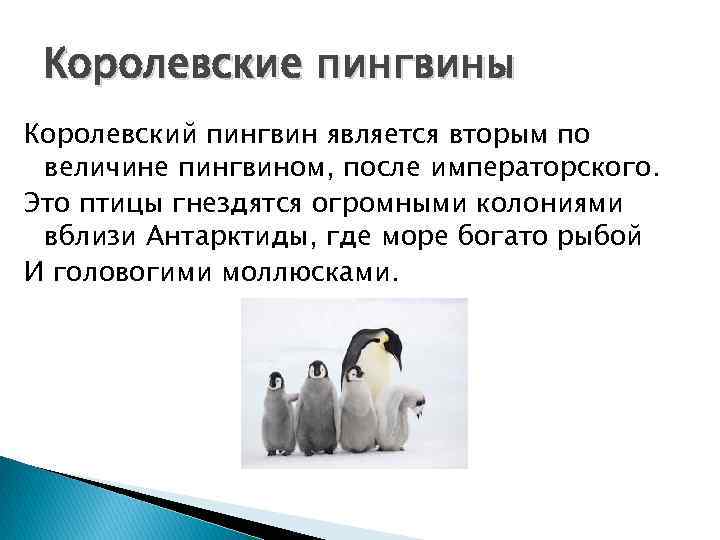 Королевские пингвины Королевский пингвин является вторым по величине пингвином, после императорского. Это птицы гнездятся