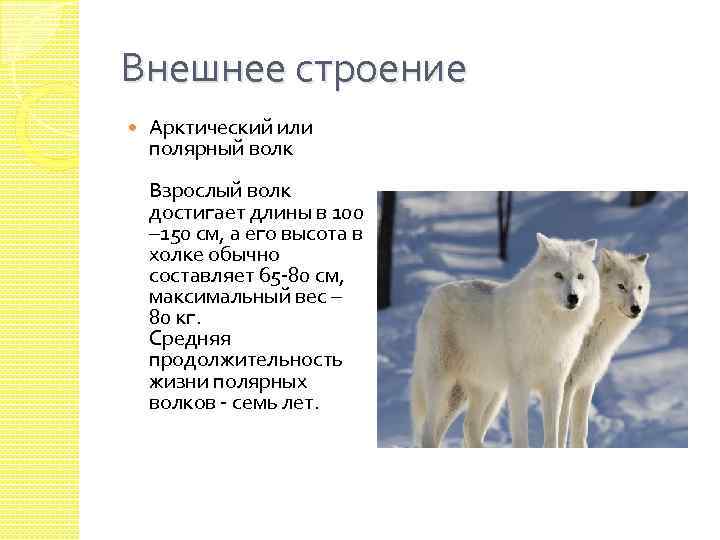 Внешнее строение Арктический или полярный волк Взрослый волк достигает длины в 100 – 150