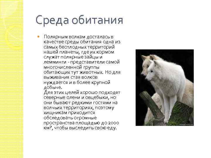 Среда обитания Полярным волкам досталась в качестве среды обитания одна из самых бесплодных территорий