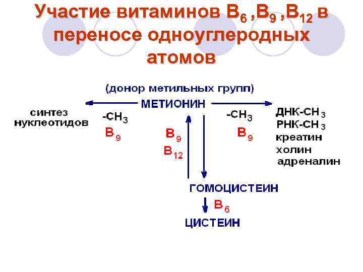 Роль витаминов в обмене аминокислот. Роль витаминов в3, в6, в9, в12 в метаболизме аминокислот. Витамин в12 участие в метаболизме. Участие витамина в6 в метаболизме. Обменные процессы витамина в6.