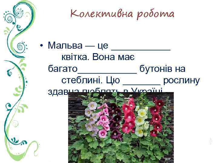 Колективна робота • Мальва — це ______ квітка. Вона має багато______ бутонів на стеблині.