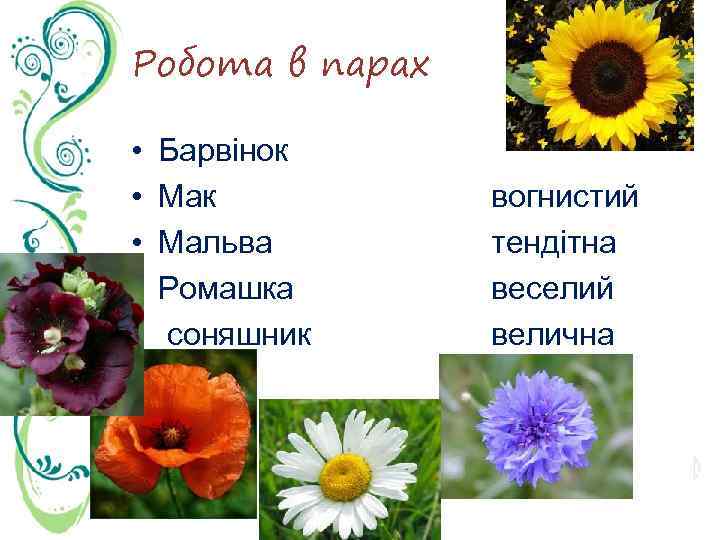 Робота в парах • • • Барвінок Мальва Ромашка соняшник вогнистий тендітна веселий велична