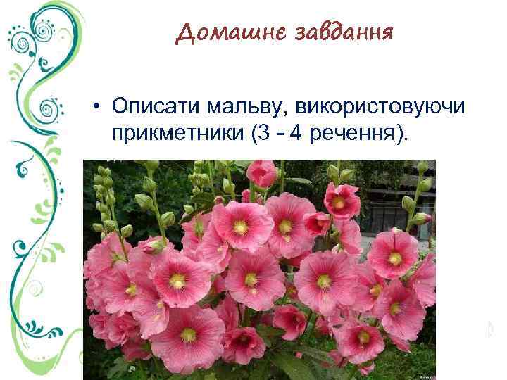 Домашнє завдання • Описати мальву, використовуючи прикметники (3 4 речення). 