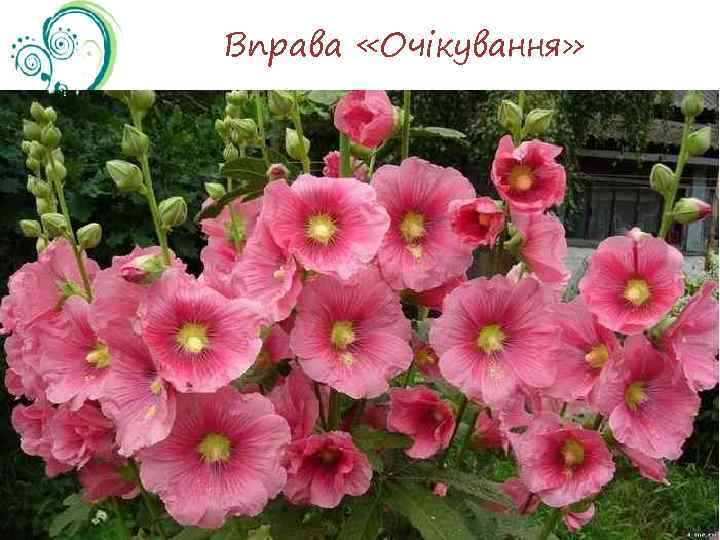 Вправа «Очікування» 