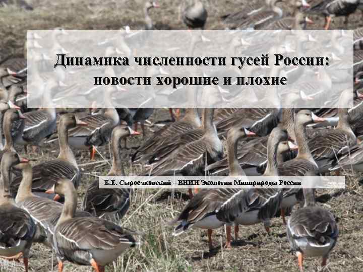 Динамика численности гусей России: новости хорошие и плохие Е. Е. Сыроечковский – ВНИИ Экологии