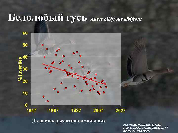 Белолобый гусь Anser albifrons 60 % juveniles 50 40 30 20 10 0 1947