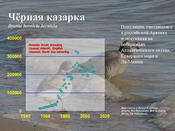 Чёрная казарка Branta bernicla Популяция, гнездящаяся в российской Арктике и зимующая на побережьях Атлантического