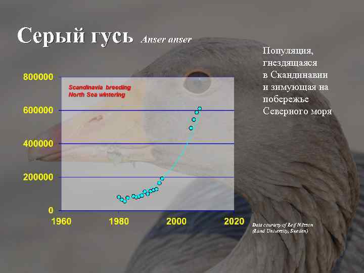 Серый гусь Anser anser Популяция, гнездящаяся в Скандинавии и зимующая на побережье Северного моря