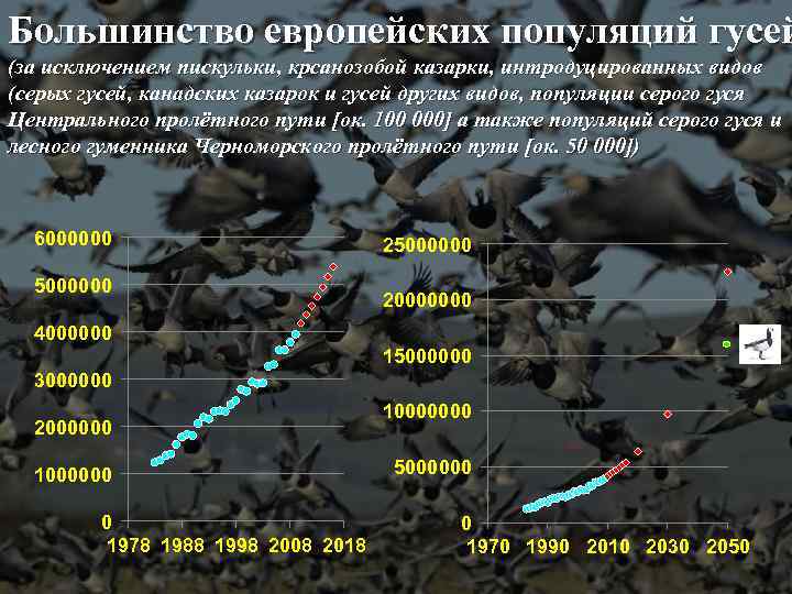 Большинство европейских популяций гусей (за исключением пискульки, крсанозобой казарки, интродуцированных видов (серых гусей, канадских