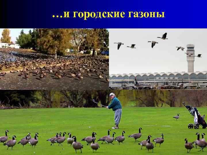 …и городские газоны 