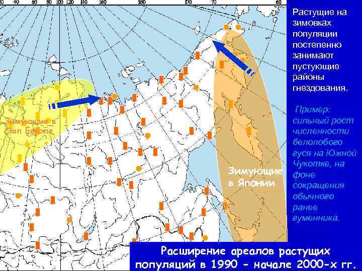 Растущие на зимовках популяции постепенно занимают пустующие районы гнездования. Зимующие в Зап Европе Зимующие