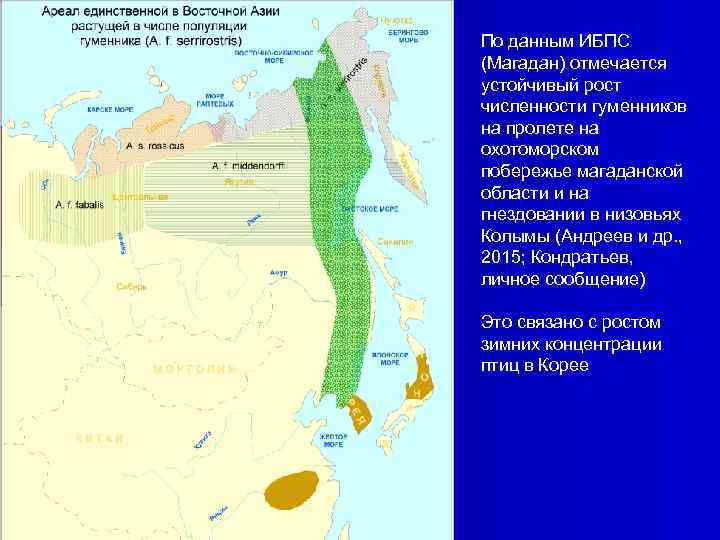 По данным ИБПС (Магадан) отмечается устойчивый рост численности гуменников на пролете на охотоморском побережье