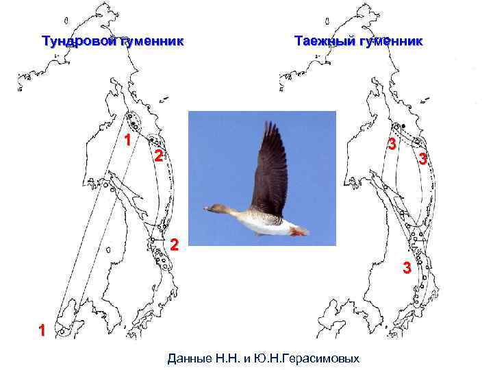 Тундровой гуменник 1 TMiddendorff’s Bean Goose аежный гуменник 33 3 2 2 3 1