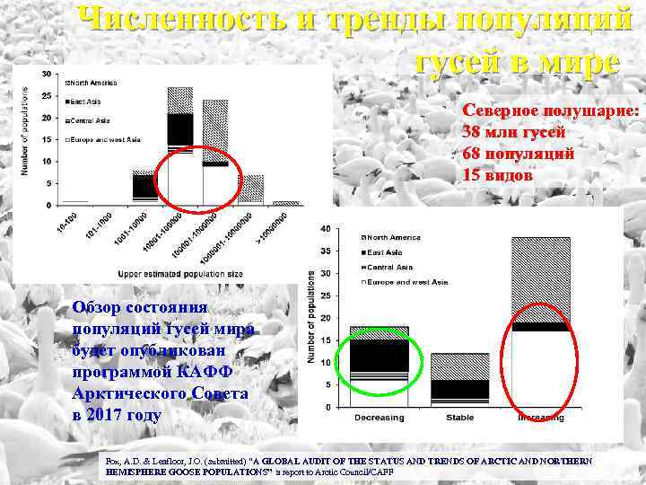 Численность и тренды популяций гусей в мире Северное полушарие: 38 млн гусей 68 популяций